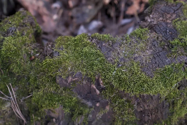 Oude Stomp Met Mos Het Bos — Stockfoto