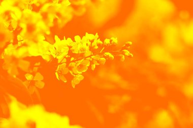 Apple bloom çift ton kırmızı ve mavi arka plan