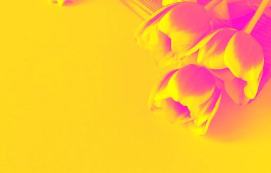 Menekşe Sarı Lale çiçek çift tonlu arka plan dokusu