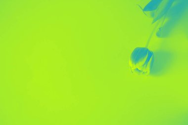 Yeşil Lale çiçek çift tonlu arka plan doku gradyan