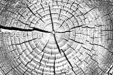 Yıllık halkalar arka plan siyah ve beyaz ile güdük