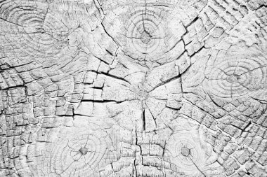 Yıllık halkalar arka plan siyah ve beyaz ile güdük