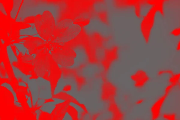 庭のダブルトーン画像グレー赤花 — ストック写真