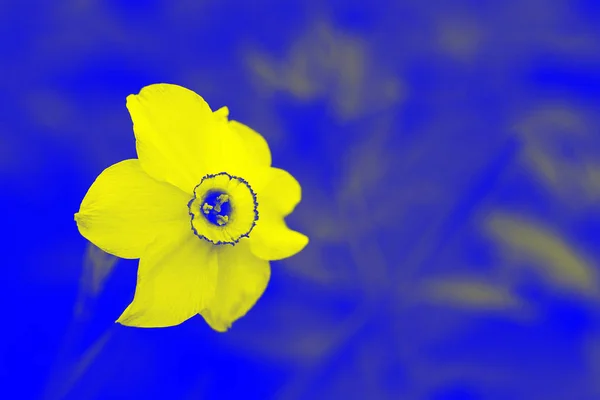 Κίτρινο Λουλούδι Φόντο Μπλε Φύση Διτονικών Εικόνων — Φωτογραφία Αρχείου
