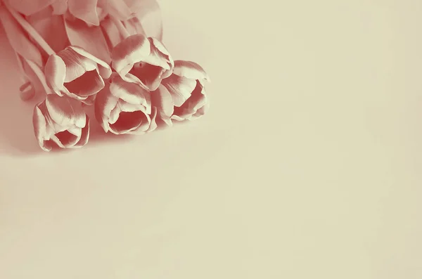 Czerwony Tulipan Różowy Kwiat Bichromii Tekstura — Zdjęcie stockowe