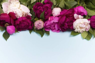 Mavi Kağıt arka plan üzerinde izole şakayık çiçekleri