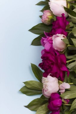 Mavi Kağıt arka plan üzerinde izole şakayık çiçekleri