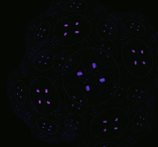 紫の抽象的なフラクタル ファンタジー フラクタル テクスチャです デジタル アート レンダリング コンピューター生成画像 — ストック写真
