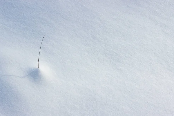 Rama Sobre Nieve Invierno Fondo — Foto de Stock