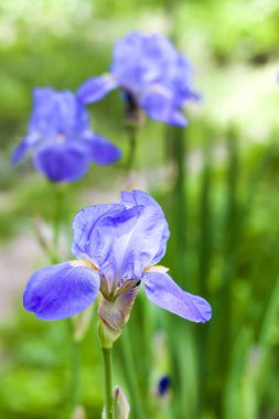 Yeşil bahçe zemin üzerine mavi iris çiçeği portre