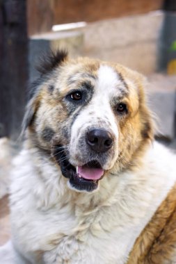 Orta Asya çoban (Alabai portresi)