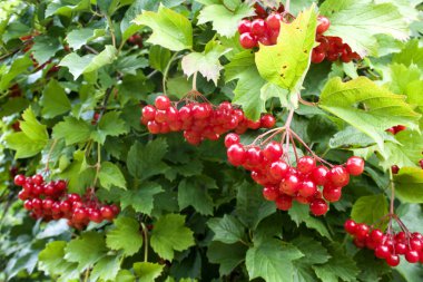 Kartopu çilek şube yakın tarih