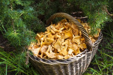 Hasır sepet vahşi ile ardıç iğneler zemin üzerine chanterelles mantar