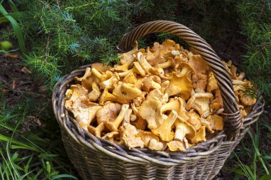 Hasır sepet vahşi ile ardıç iğneler zemin üzerine chanterelles mantar