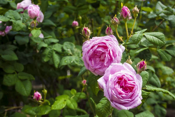 Rosa Centifolia Rose Des Peintres Blüten Nahaufnahme — Stockfoto