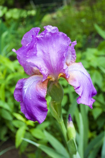 绿园背景紫色虹膜花特写 — 图库照片