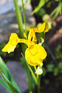 Sarı Iris (Iris pseudacorus) portre, çiçek
