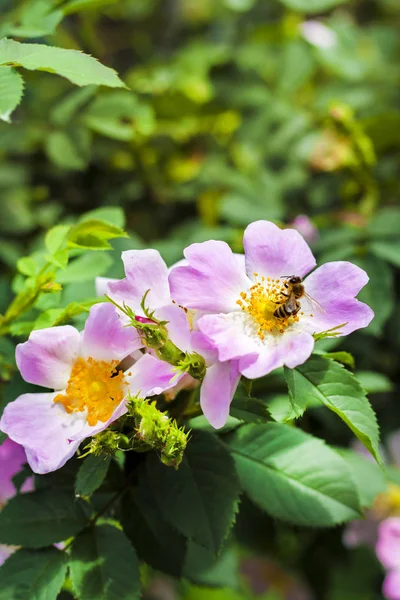 Flower Pink Dog Rose Closeup Bee Collecting Nectar — Stock Photo, Image