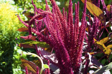 Kırmızı mor (Amaranthus cruentus) önümüzdeki closeup güneşli
