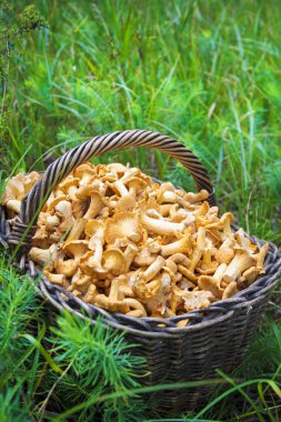 Hasır sepet yeşil çim zemin üzerine chanterelles yabani mantar ile