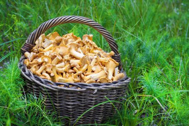 Hasır sepet yeşil çim zemin üzerine chanterelles yabani mantar ile