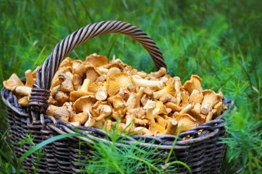 Hasır sepet yeşil çim zemin üzerine chanterelles yabani mantar ile