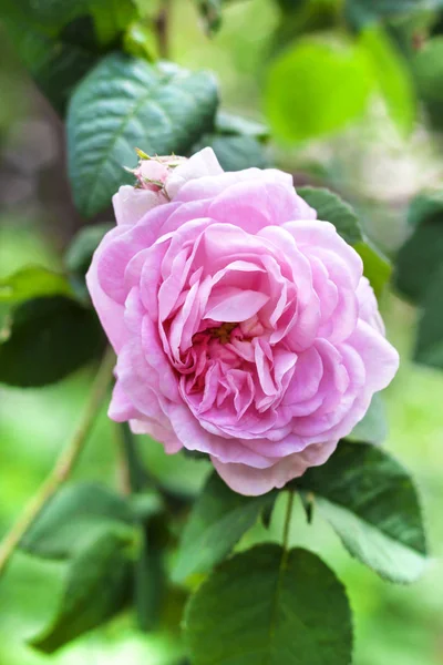 Rosa Centifolia Rose Des Peintres Flor Primer Plano —  Fotos de Stock