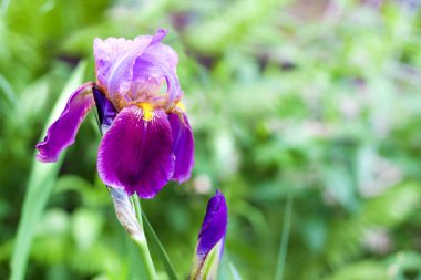 Mor Iris çiçekleri çiçek closeup yeşil bahçe zemin üzerine