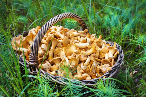 Cesta Vime Com Cogumelos Selvagens Chanterelles Fundo Grama Verde — Fotografia de Stock