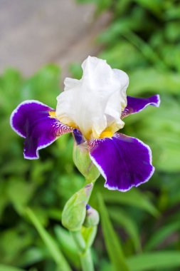 Yeşil bahçe zemin üzerine beyaz ve mor Iris çiçekleri çiçek portre