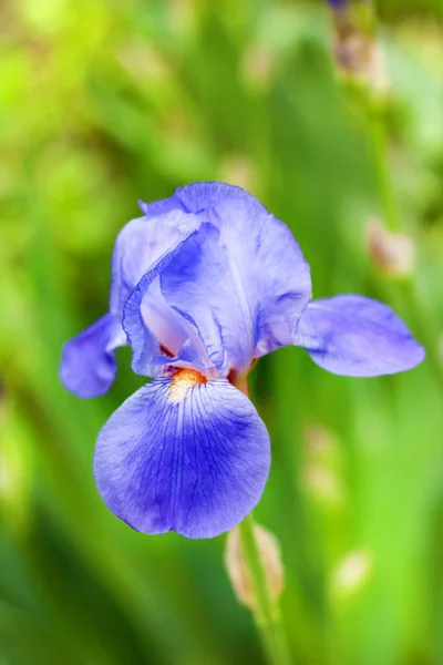 Azul Íris Flor Closeup Jardim Verde Fundo — Fotografia de Stock