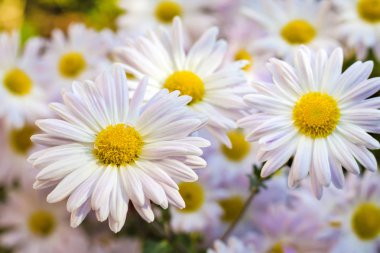 Beyaz papatya papatya çiçekler closeup sonbahar güneşli