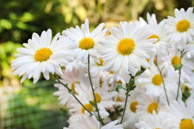 Beyaz papatya papatya çiçekler closeup sonbahar güneşli