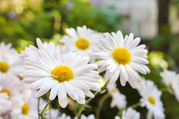 White Chamomile Chrysanthemum Flowers Closeup Sunny Autumn Day — Stock Photo, Image