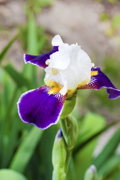 Fiore Cultivar Iris Bianco Viola Primo Piano Sfondo Verde Giardino — Foto Stock
