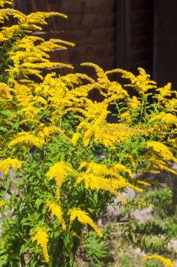 Kanadalı altın başak (Solidago canadensis) kahverengi ahşap çit zemin üzerine çiçek açan