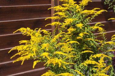 Kanadalı altın başak (Solidago canadensis) kahverengi ahşap çit zemin üzerine çiçek açan