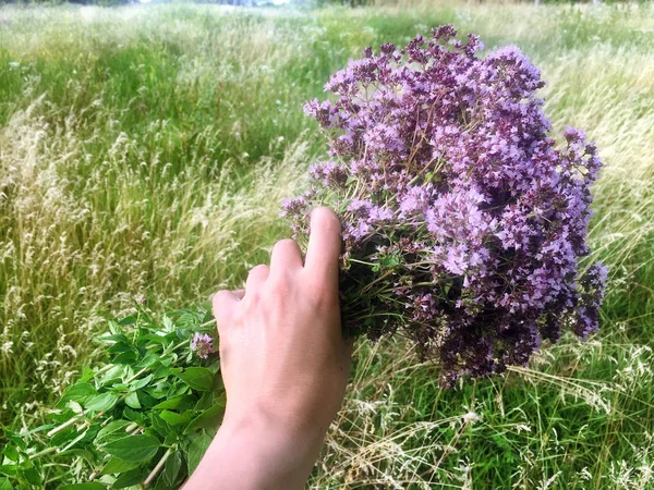 Demet çiçek açan kekik bitki yeşil çayır arka plan üzerinde bir elinde