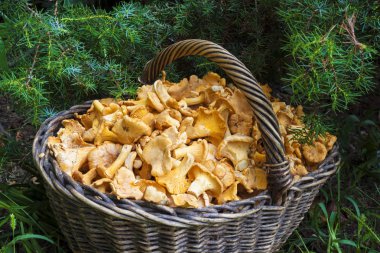 Hasır sepet vahşi ile ardıç iğneler zemin üzerine chanterelles mantar