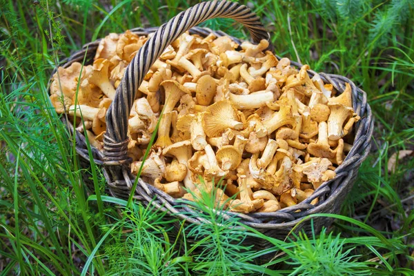 stock image Wicker basket with wild mushrooms chanterelles on green grass background