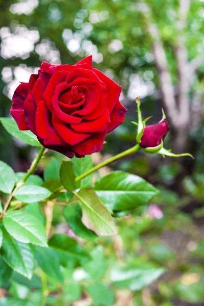Scarlet Rose Closeup Green Garden Background — Stock Photo, Image