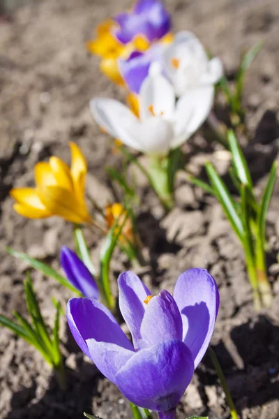 Colorful Crocus Flowers Spring Sunny Day Stock Picture