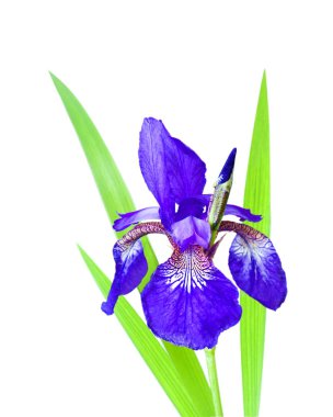 Sibirya Iris çiçek closeup izole kırpma yolu beyaz zemin üzerine mavi