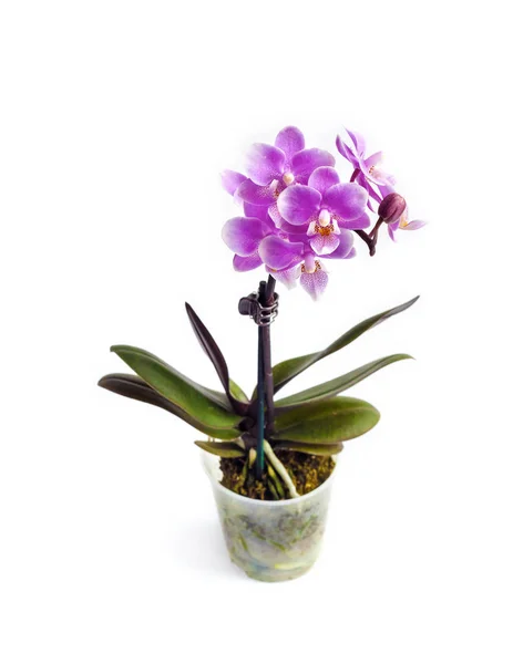 Миниатюрный Цветок Орхидеи Бабочки Phalaenopsis Белом Фоне — стоковое фото