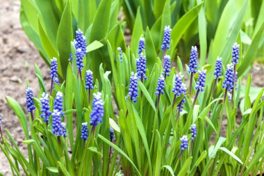 Üzüm sümbül (Muscari armeniacum) bahar 