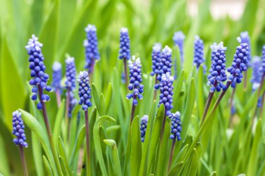 Üzüm sümbül (Muscari armeniacum) bahar 
