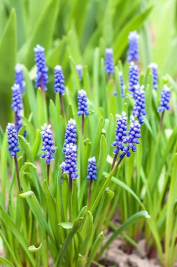 Üzüm sümbül (Muscari armeniacum) bahar 