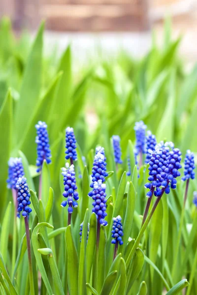 Üzüm Sümbül Muscari Armeniacum Bahar — Stok fotoğraf