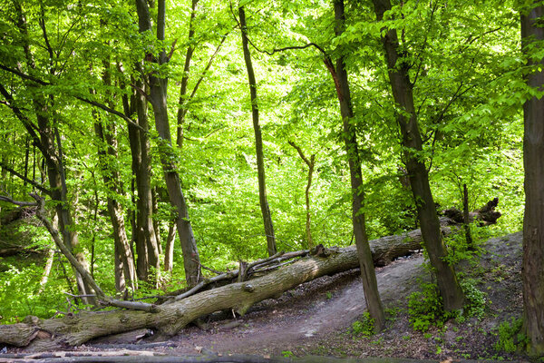 Кленовые и роговые деревья весной, Голосеевский лес в Киеве, Украина
