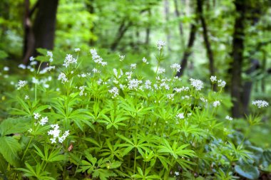 Bahar ormanda çiçek açan Sweetscented yoğurtotu (Galium odoratum)